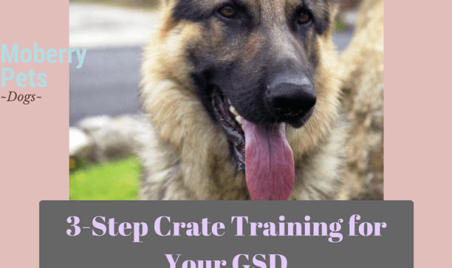German Shepherd Crate Training Schedule