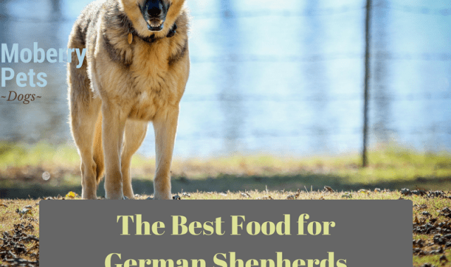 The Best Dog Food for German Shepherd