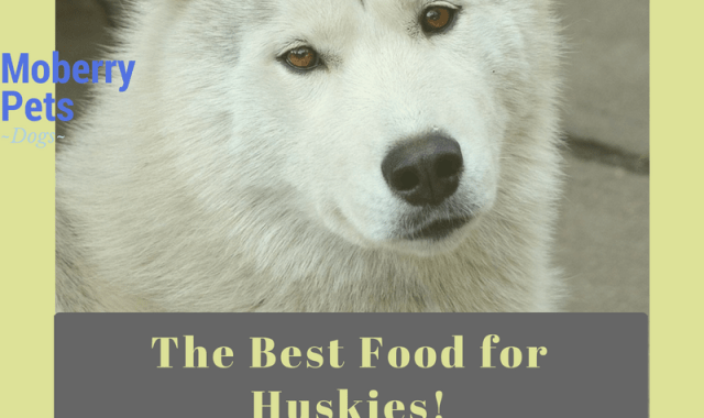 The Best Dog Food For Huskies