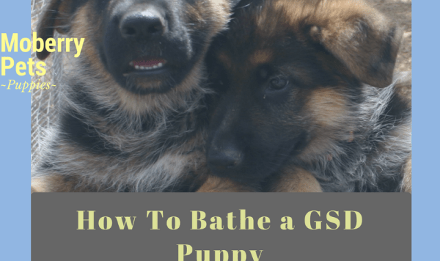 How to Bathe a German Shepherd Puppy