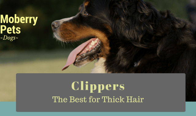 Best Dog Clippers for Thick Hair