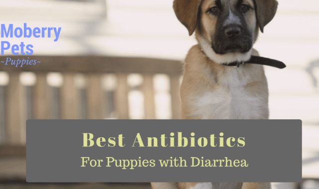 Probiotics for Puppies with Diarrhea