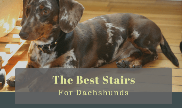 Best Pet Stairs for Dachshunds