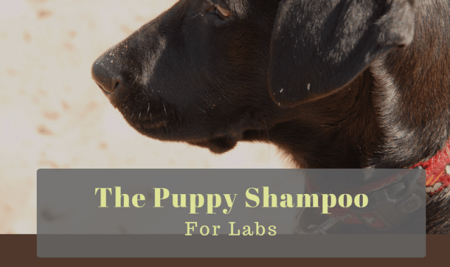 Best Puppy Shampoo for Labs