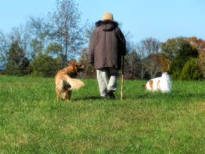 Best Small Dogs for Seniors