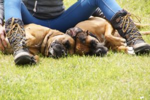Best Dog For Boxers