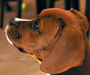 Best Dog Food for Boxers