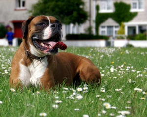 Best Dog Food for Boxers