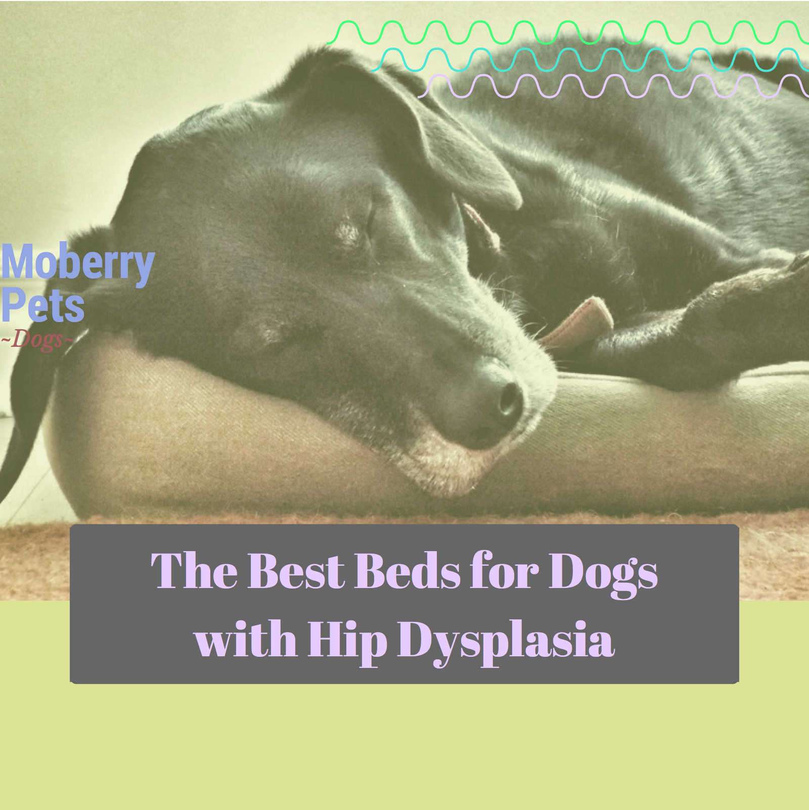 The Best Beds for Dogs with Hip Dysplasia