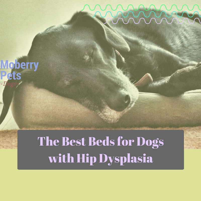 The Best Beds for Dogs with Hip dysplasia