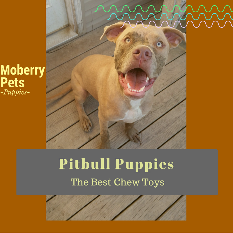 The Best Chew Toys for Pitbull Puppies