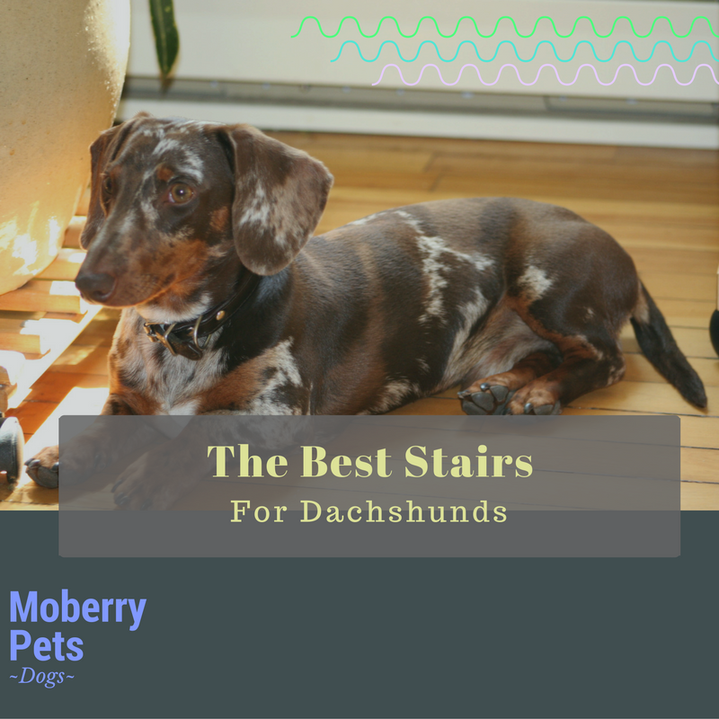 Best Pet Stairs for Dachshunds