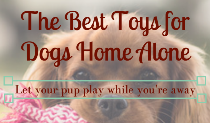 Best Toys for Puppies Home Alone